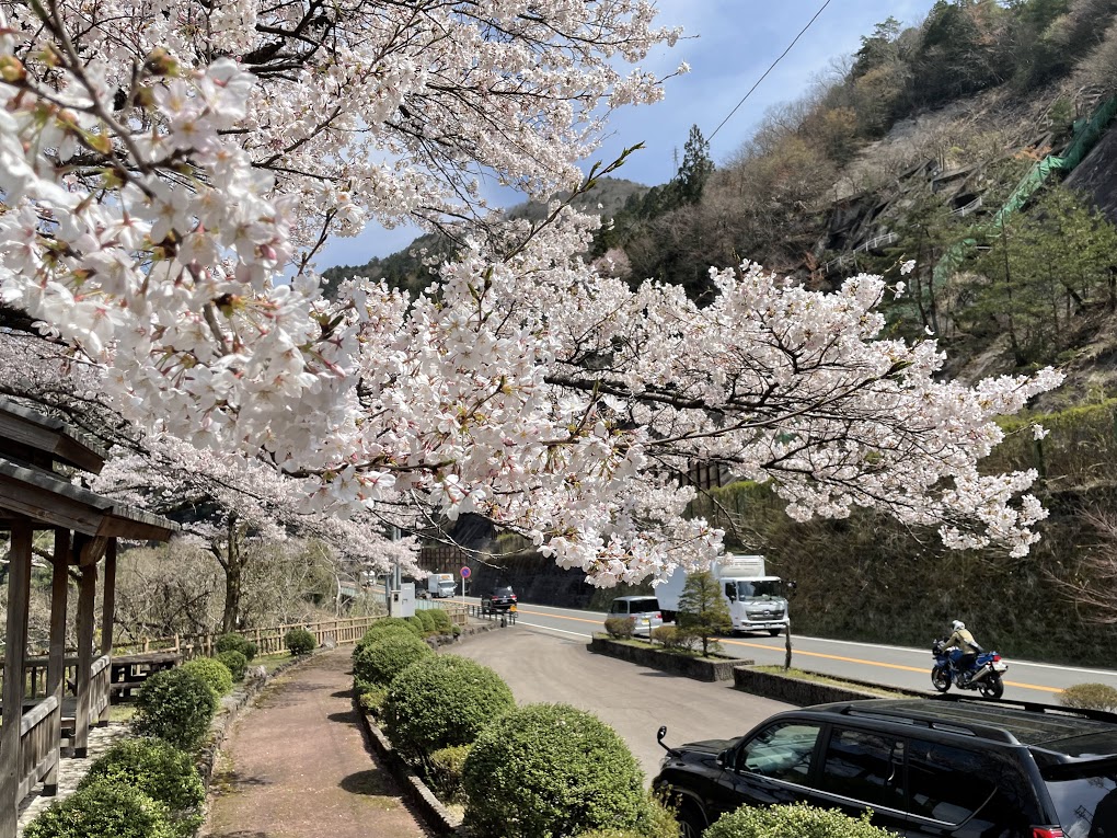 写真ー１(2)　写真ー１と同じ場所(4月6日)